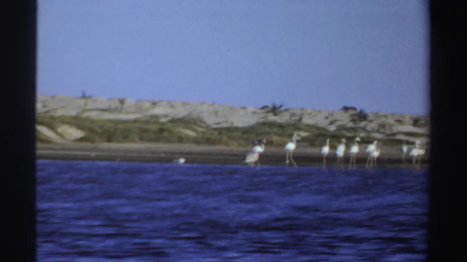 1969 Sudan shoreline view with long-legged white birds gathered at the water's edge below sandy dunes and low vegetation.