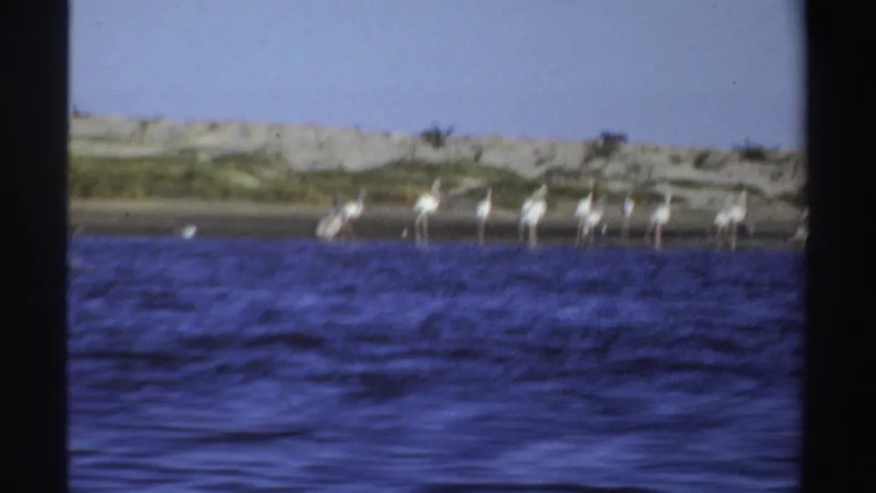 1969 Sudan 8mm frame with a distant flock of white wading birds standing beside blue water and a pale sandy dune line.