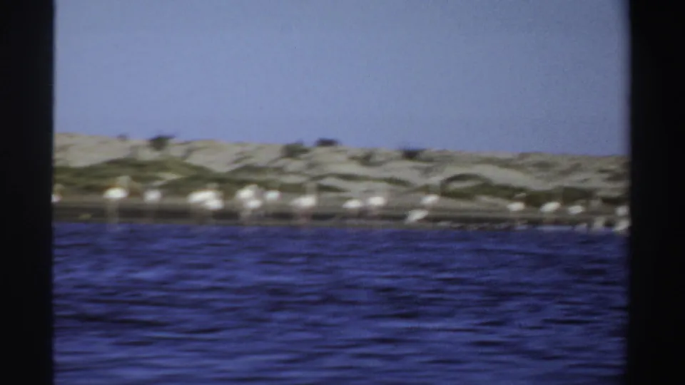 1969 Sudan home-movie frame showing rippled blue water in the foreground and distant white birds along a sandy, vegetated shore.
