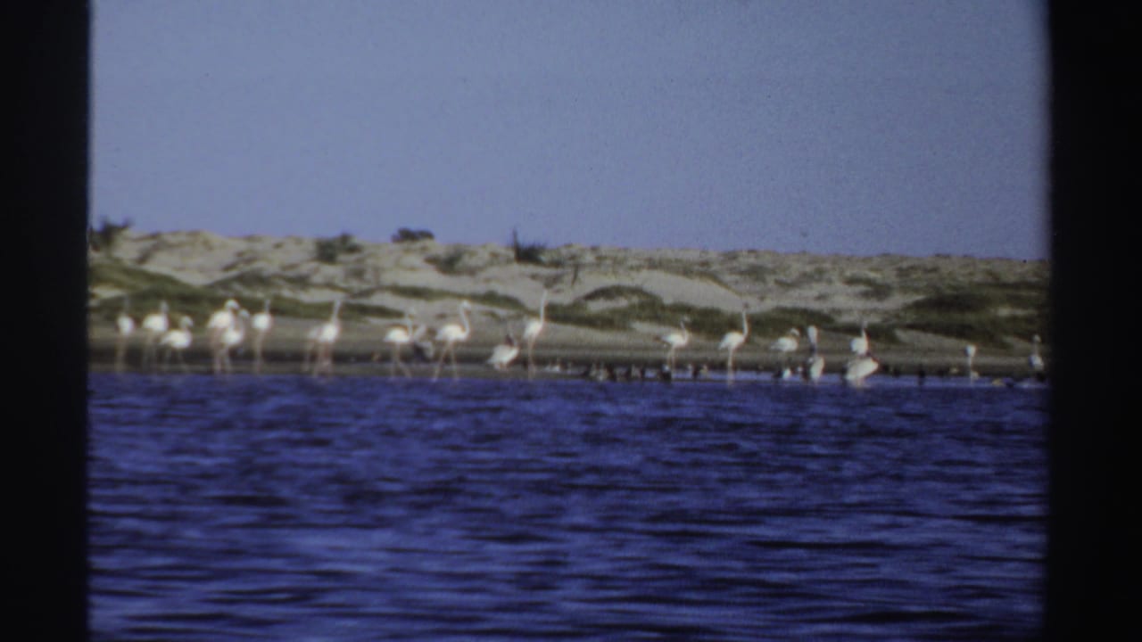 1969 Sudan 8mm frame showing pale flamingos wading near a sandy shoreline behind rippling blue water.