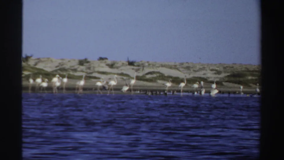 1969 Sudan 8mm frame showing pale flamingos wading near a sandy shoreline behind rippling blue water.