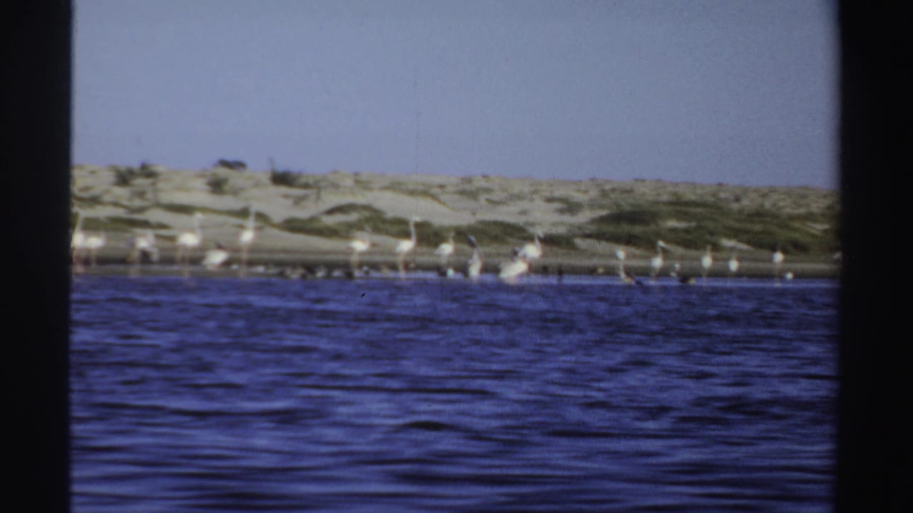 1969 Sudan coastal frame with a flock of pale flamingos along a dune-backed shoreline.