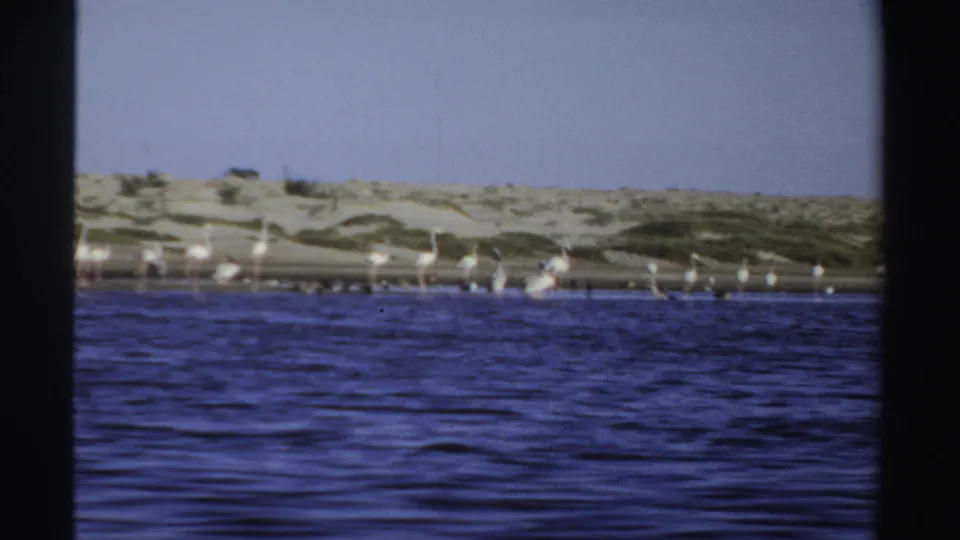1969 Sudan coastal frame with a flock of pale flamingos along a dune-backed shoreline.