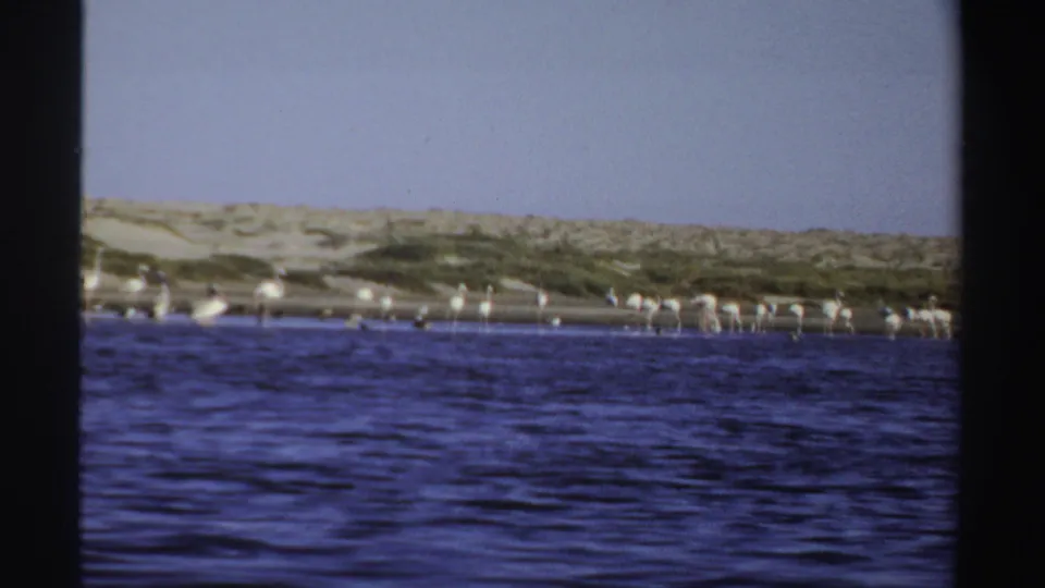 Handheld 8mm view of flamingos spread across a Sudan shoreline with dunes behind them.