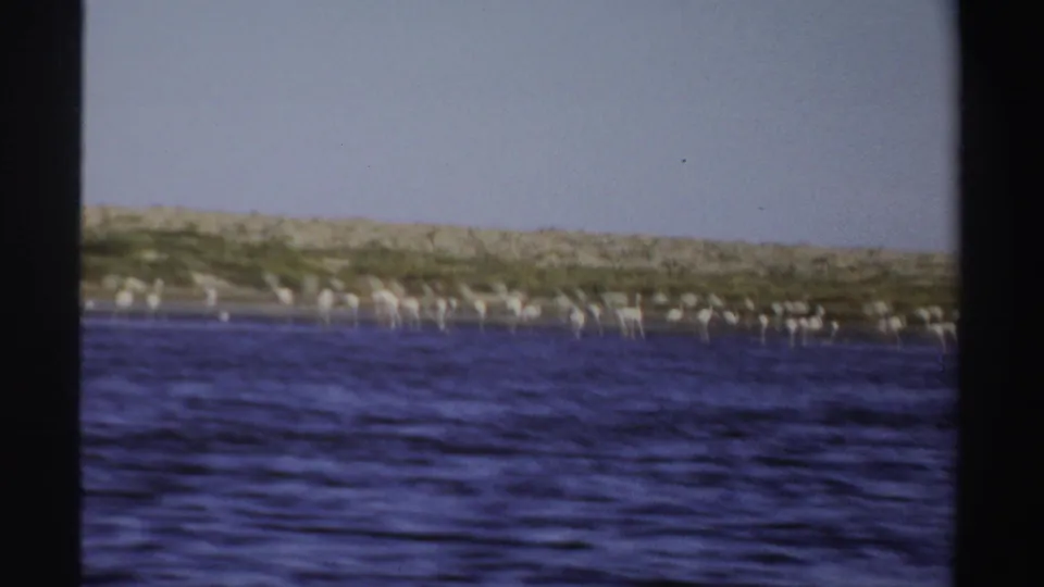 1969 Sudan 8mm frame showing flamingos dispersed along shallow coastal water beneath a pale sky.
