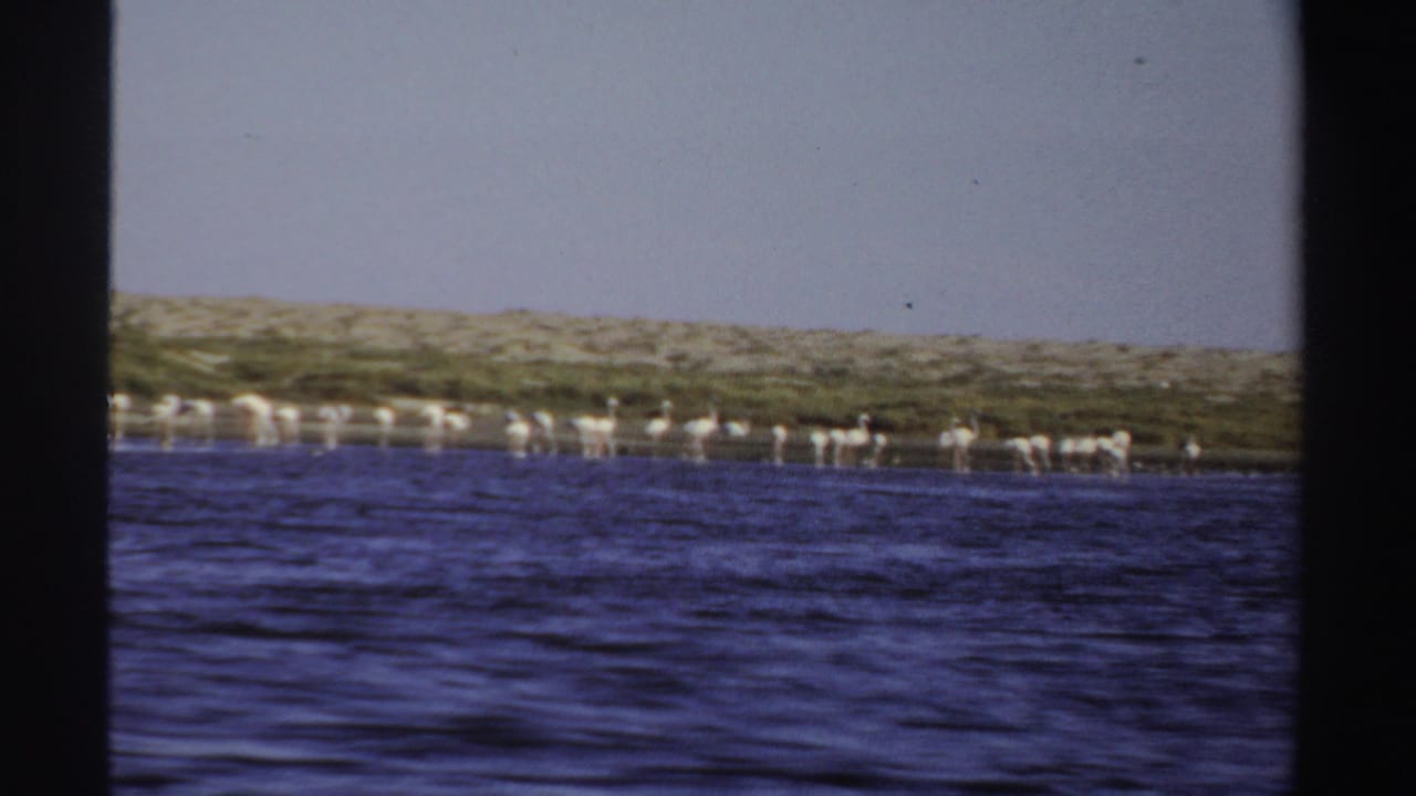 1969 Sudan 8mm frame showing a distant line of flamingos near a low shoreline across blue rippled water.