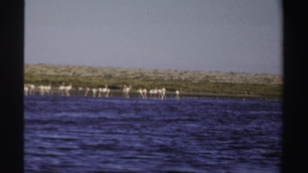 Wide 8mm view of flamingos scattered along the far bank, with rippled water in the foreground and pale sky above.