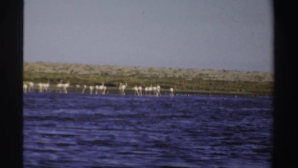 Wide 8mm view of flamingos scattered along the far bank, with rippled water in the foreground and pale sky above.