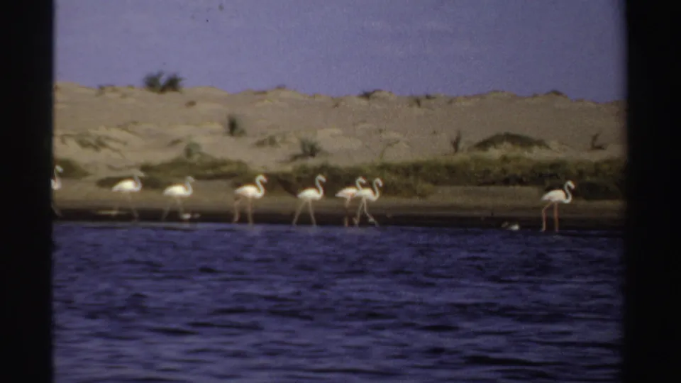 Closer 1969 Sudan shoreline view with several flamingos wading near sand and sparse plants beside rippled water.