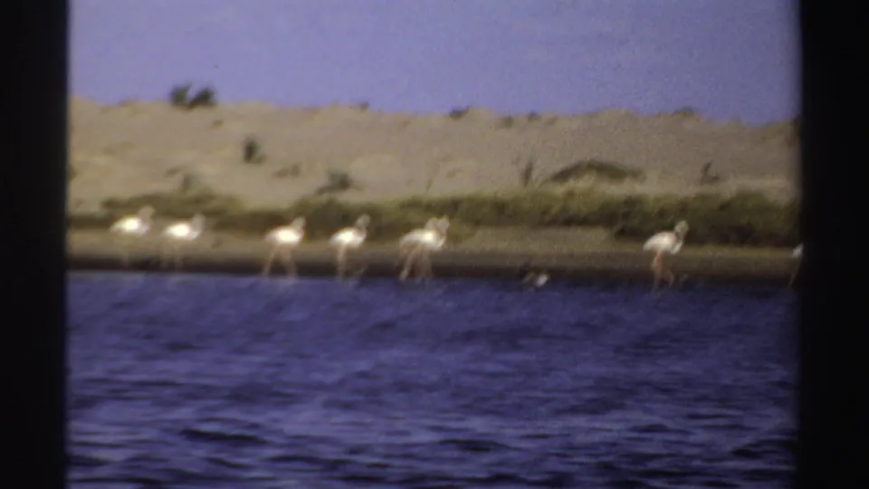 Soft 8mm frame of a small group of flamingos on the far shoreline, with water in front and sandy ground behind.