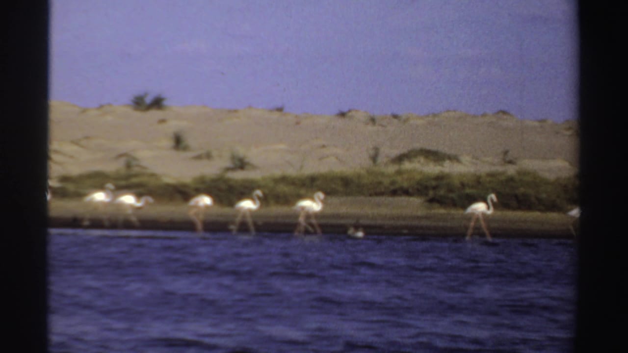 1969 Sudan 8mm frame showing flamingos walking in shallow water along an arid sandy shore.
