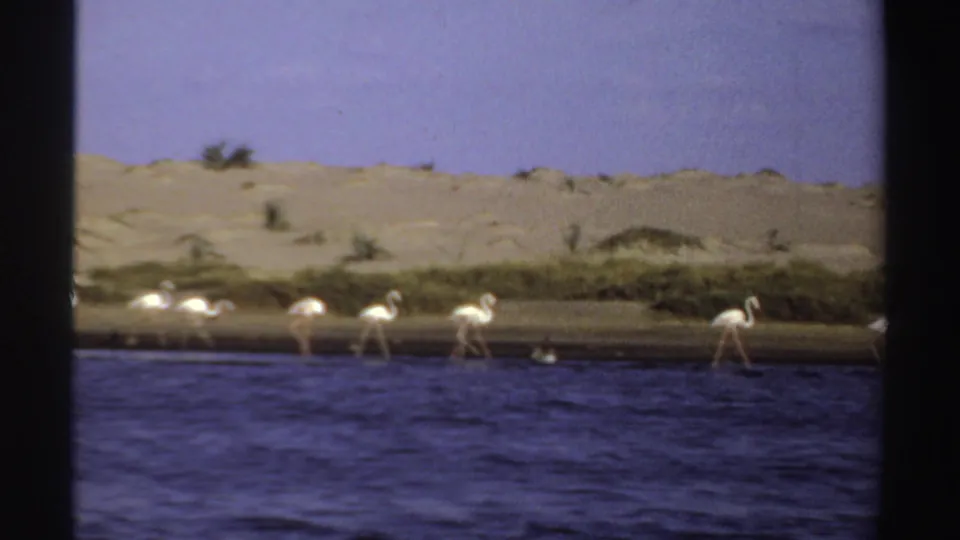 1969 Sudan 8mm frame showing flamingos walking in shallow water along an arid sandy shore.