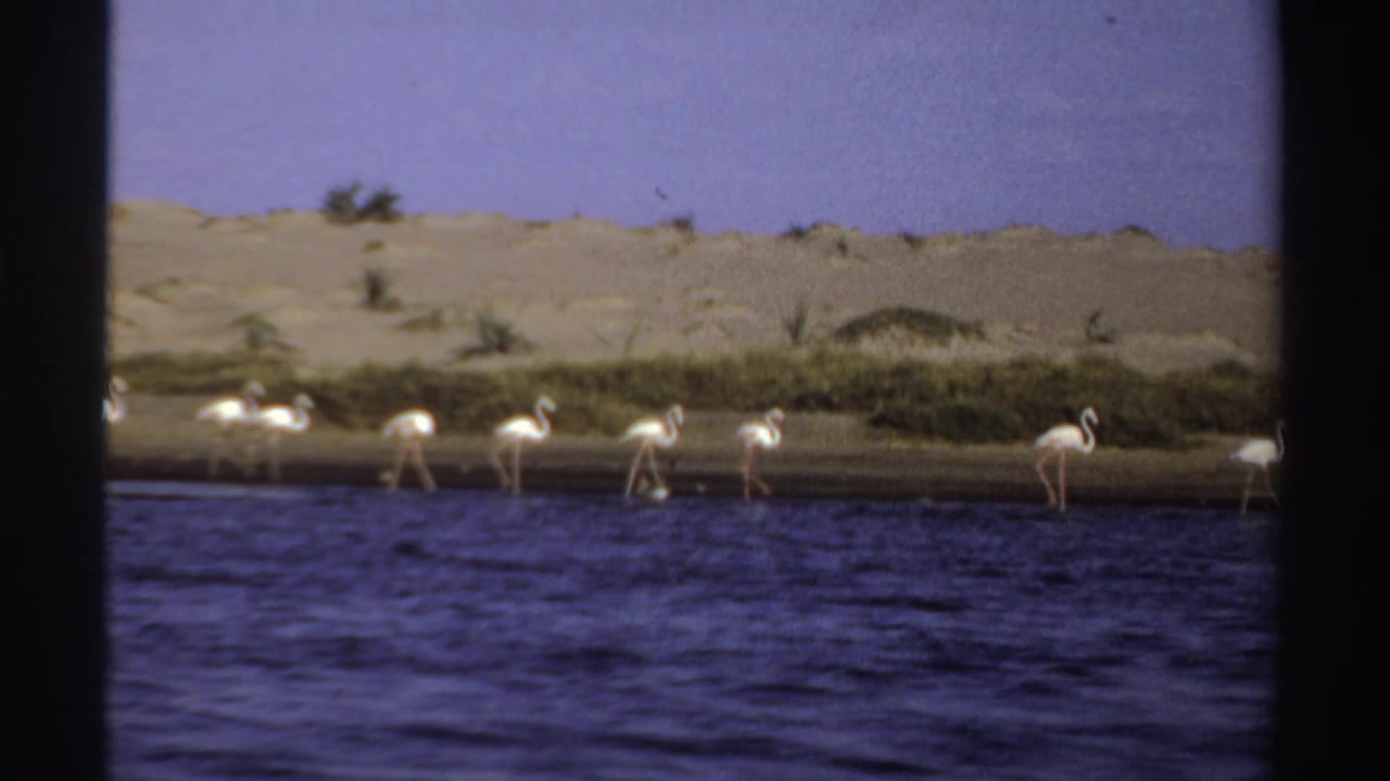 A line of flamingos stands and walks along the water’s edge.