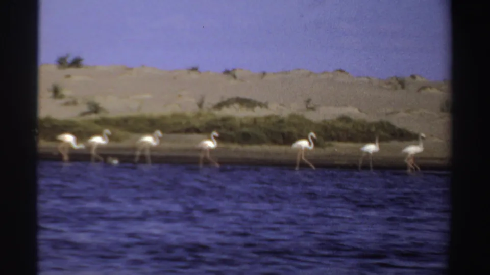 1969 Sudan 8mm frame showing flamingos wading beside rippled water and a dry sandy bank.