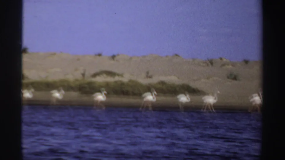 1969 Sudan 8mm frame with a soft-focus flock of flamingos along shallow water below dunes.