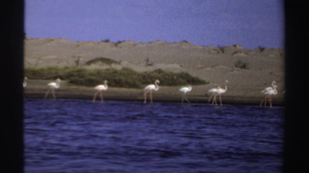 1969 Sudan 8mm frame showing flamingos spaced along a sandy bank with rippled water in the foreground and pale sky above.