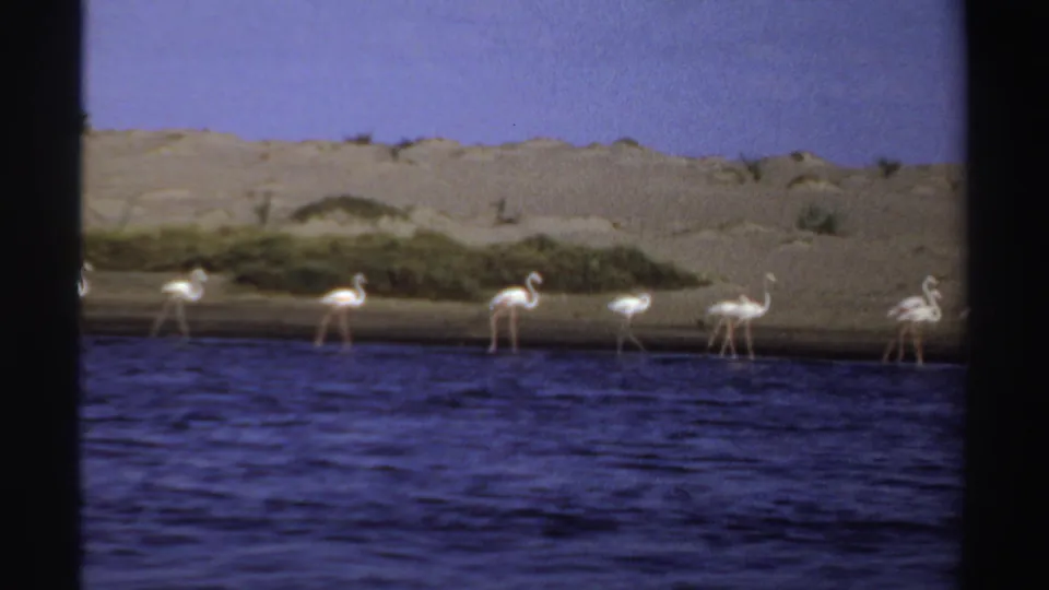 1969 Sudan 8mm frame showing flamingos spaced along a sandy bank with rippled water in the foreground and pale sky above.