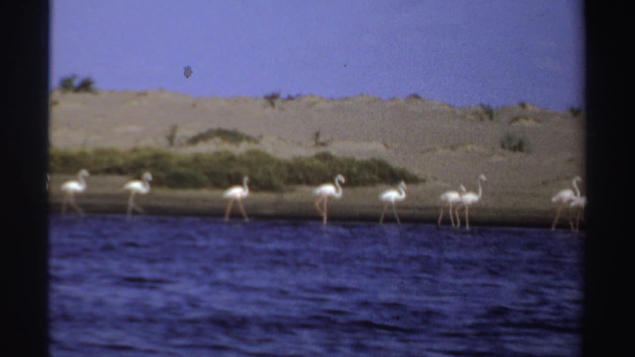 A line of flamingos stands near the waterline below sandy dunes.