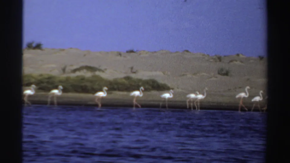 1969 Sudan 8mm frame showing several flamingos wading in a loose group beside dark blue water and a pale sandy shore.