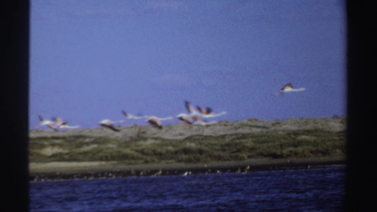Flamingos with black-tipped wings flying over a shoreline.