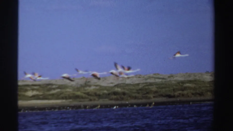 Flamingos move across the sky over a Sudan waterside landscape, with black-tipped wings visible against blue sky.