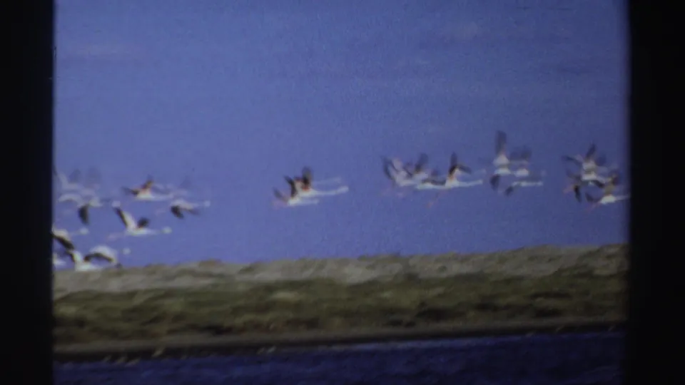 A larger group of flamingos passes through the 8mm frame above blue water and a low grassy shoreline in Sudan.