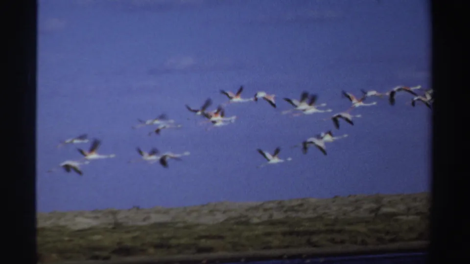 1969 Sudan home-movie frame with flamingos crossing open blue sky over a low waterside landscape.