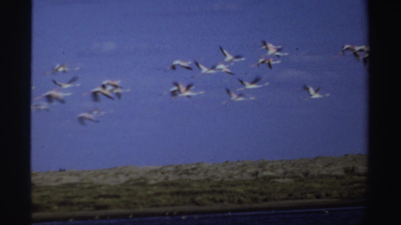 Flock of flamingos flying across blue sky over a low Sudan landscape in 1969 8mm footage.