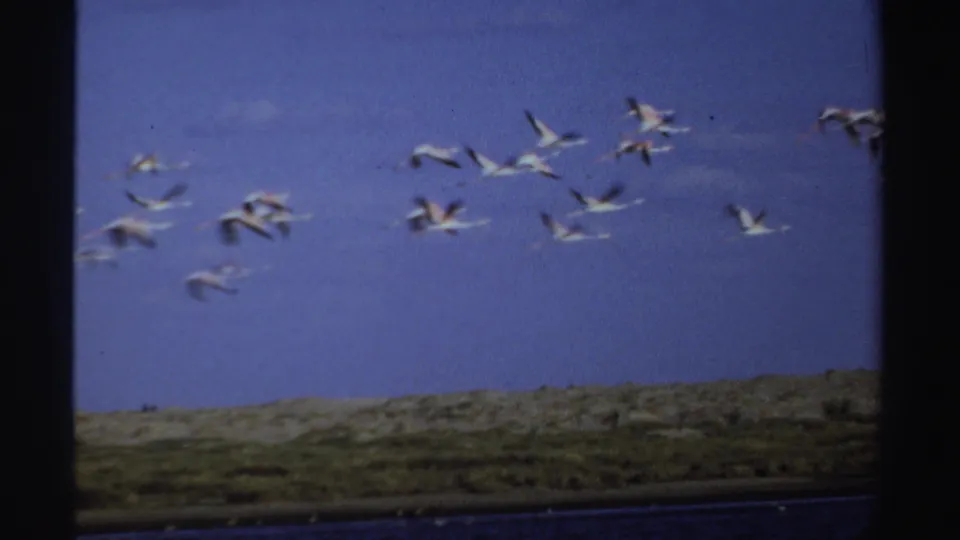 Flock of flamingos flying across blue sky over a low Sudan landscape in 1969 8mm footage.