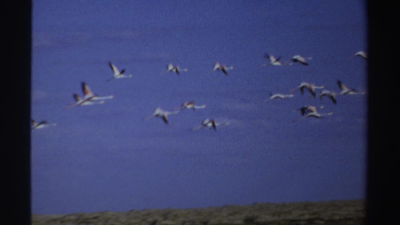 Flamingos with pale wings and trailing legs move across a clear blue Sudan sky in archival 8mm footage.