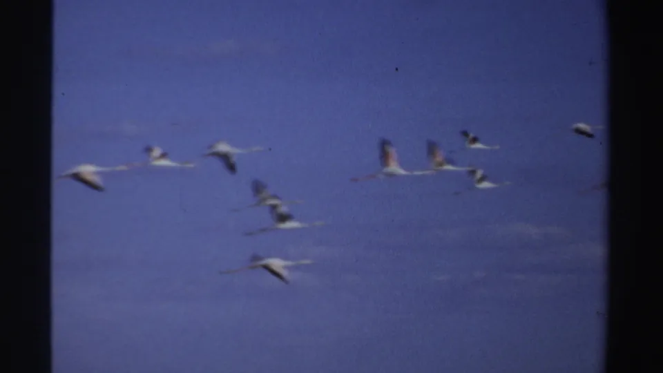 Small group of flamingos flying through blue sky in Sudan, captured with soft motion blur on 1969 8mm film.
