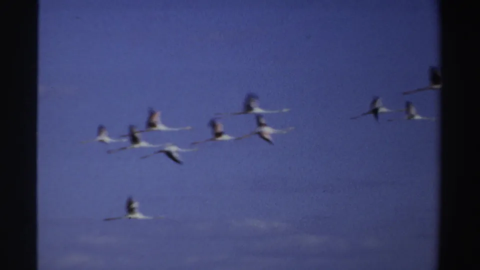 Loose formation of flamingos crosses the blue Sudan sky, with long legs and pale wings visible in 1969 8mm footage.