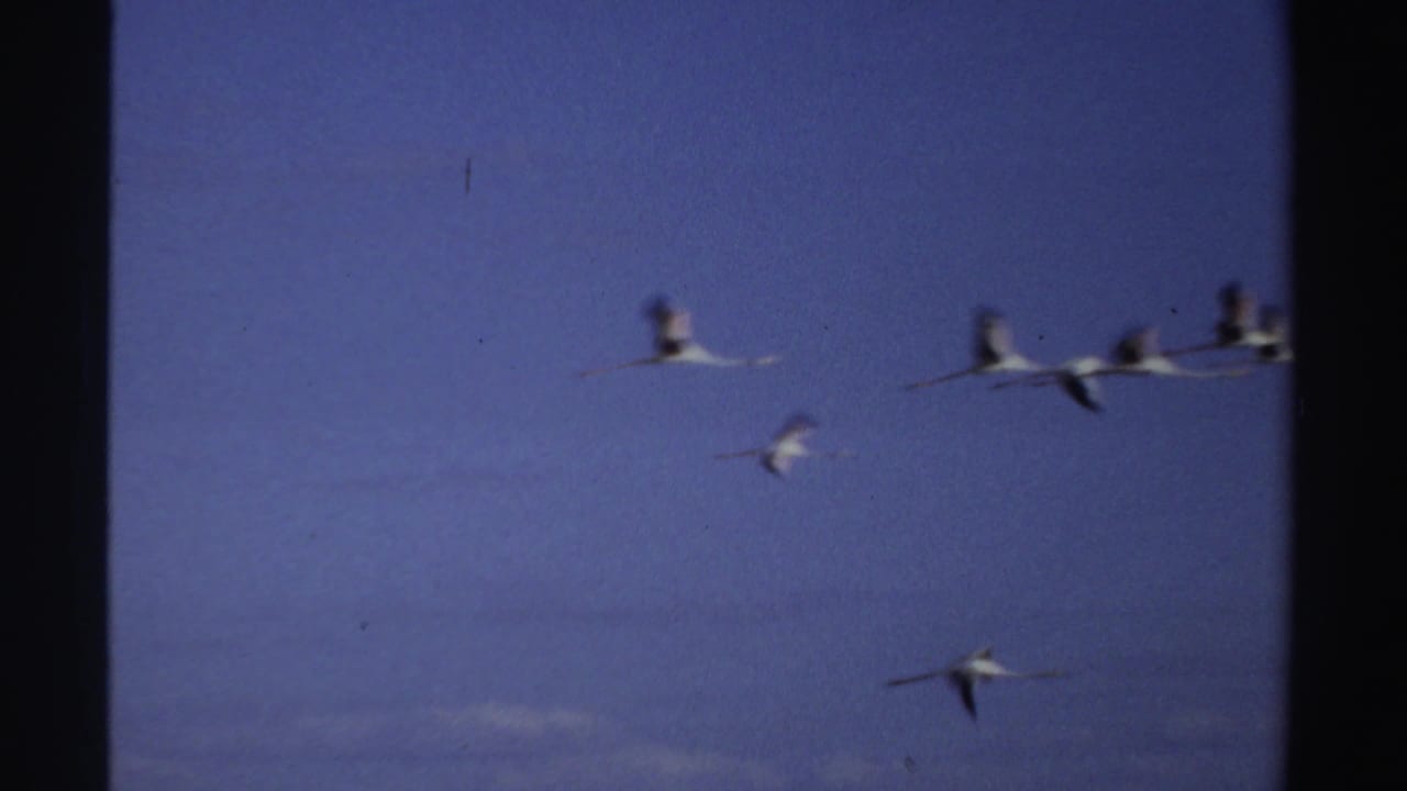 White birds, likely a flock, cross a blue sky in 1969 Sudan 8mm home-movie footage, with soft focus and film gate edges visible.