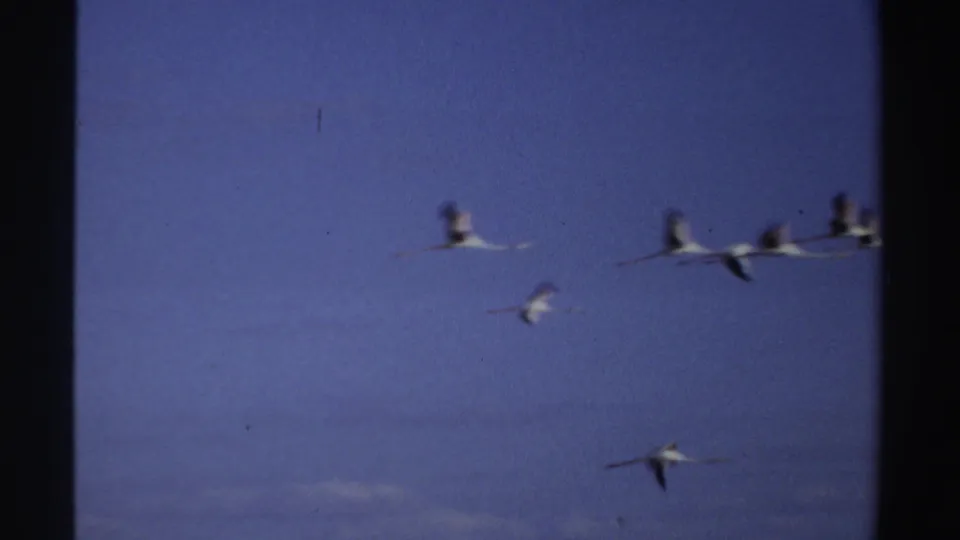 White birds, likely a flock, cross a blue sky in 1969 Sudan 8mm home-movie footage, with soft focus and film gate edges visible.