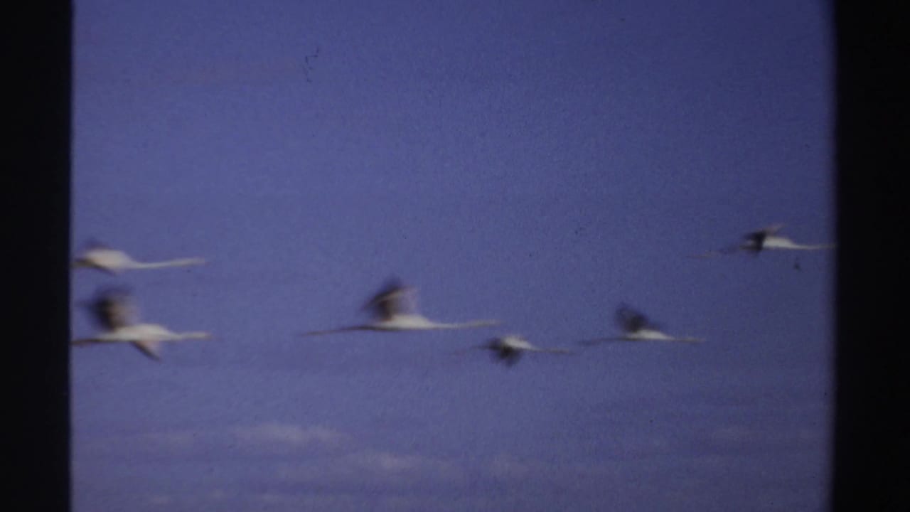 Several white birds fly through open blue sky with slight motion blur.