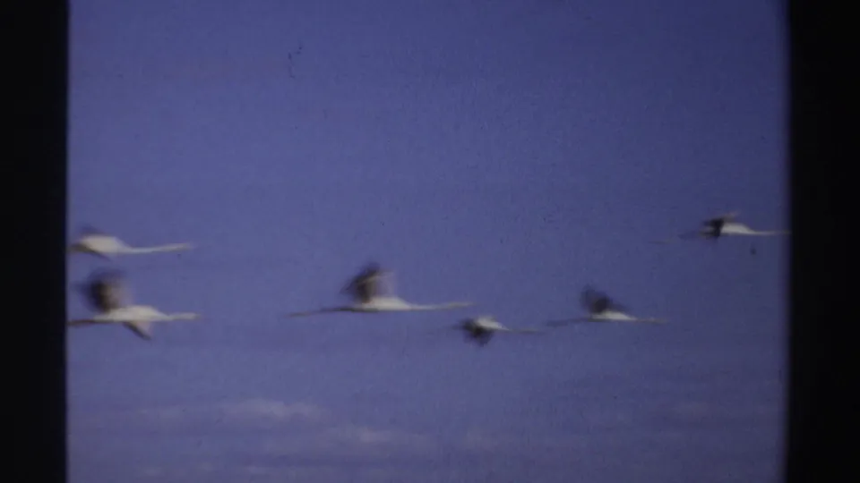 Several white birds move across the open blue sky in the Sudan 1969 home-movie clip, their wings softened by motion blur.