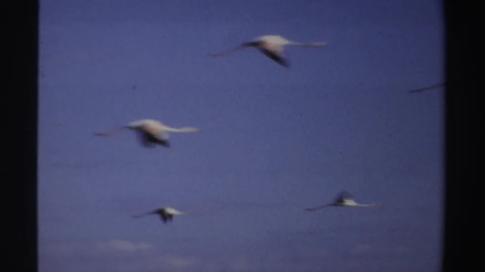 White birds continue across the frame against a blue sky, with the 8mm scan showing grain, soft focus, and handheld framing.
