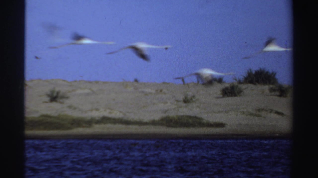 1969 Sudan 8mm frame showing pale birds in flight over a sandy shore with blue water in the foreground.