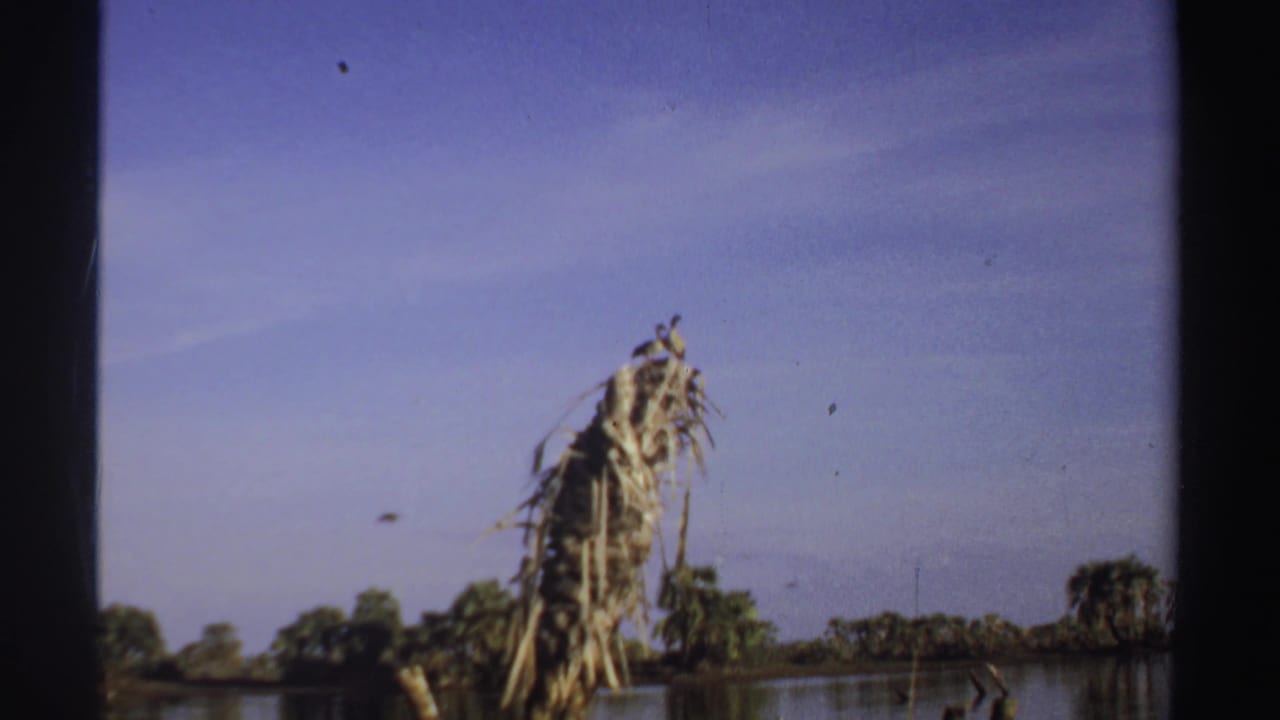 Weathered palm stump rising from calm lake water beneath a blue sky.