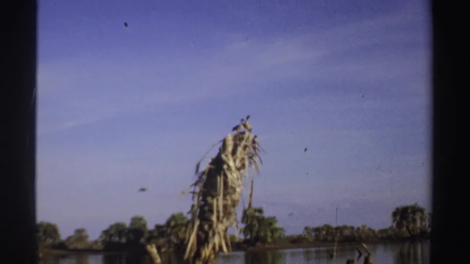 1969 Sudan 8mm frame showing a weathered palm stump near calm lake water, distant trees, and open blue sky.