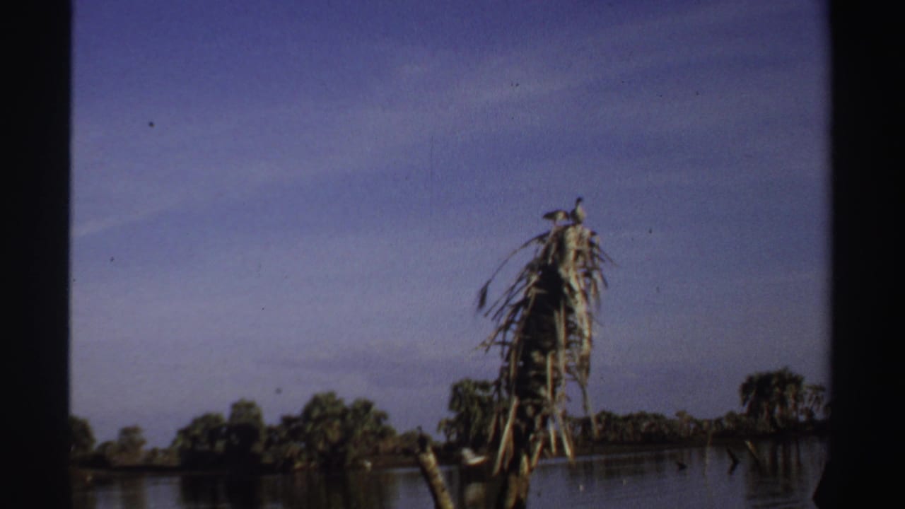 1969 Sudan 8mm frame with a frayed palm stump, still lake surface, distant trees, and faint bird silhouettes.