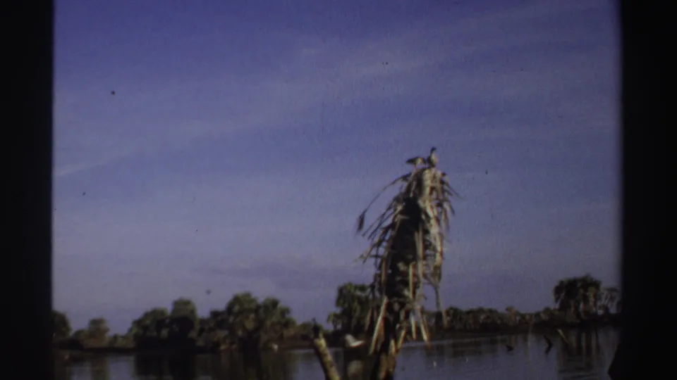 1969 Sudan 8mm frame with a frayed palm stump, still lake surface, distant trees, and faint bird silhouettes.