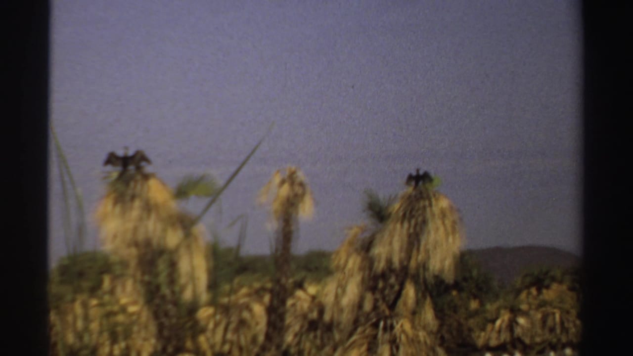 1969 Sudan landscape frame with dry-looking palm fronds, upright reeds, pale sky, and low hills in the distance.