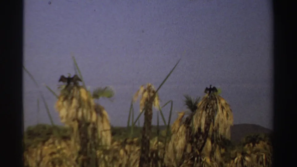 1969 Sudan 8mm frame centered on dry tan palms, green reeds, low vegetation, and a distant hill.