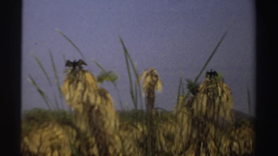 Late-1960s Sudan home-movie frame showing drooping palms and reeds in soft focus with a low ridge behind.