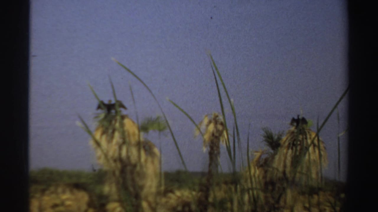 Large dark bird perched on a drying palm crown against a pale sky.