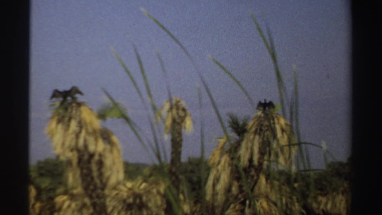 1969 Sudan 8mm frame with a large bird on a dry palm crown, flanked by grass blades and another palm against open sky.