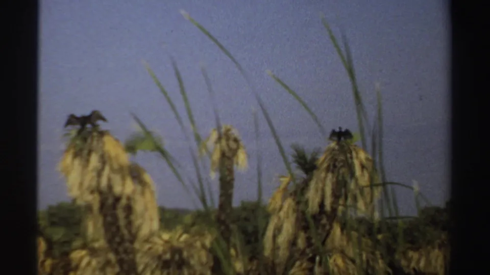 1969 Sudan 8mm frame with a large bird on a dry palm crown, flanked by grass blades and another palm against open sky.