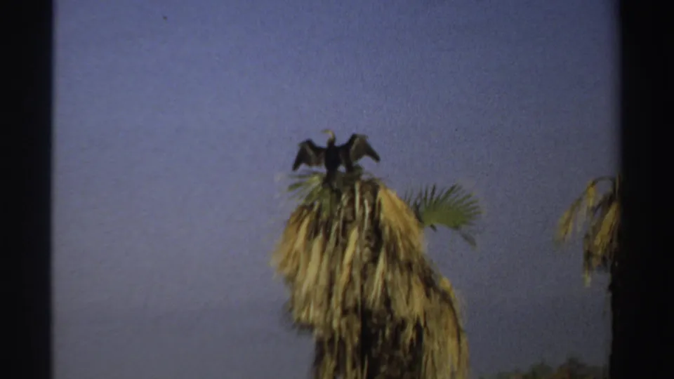 Closer 1969 Sudan 8mm view of a large dark bird with wings partly open atop a dying palm crown under a clear sky.
