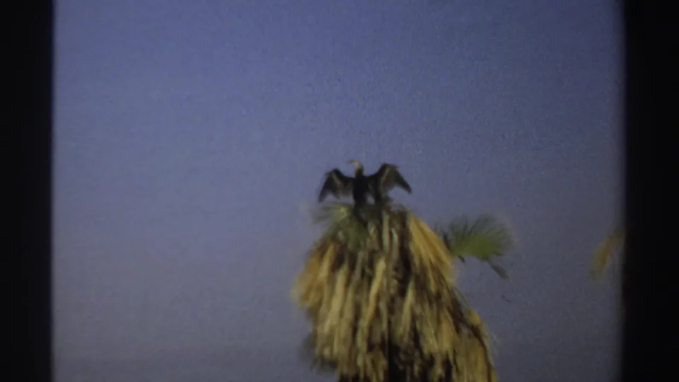 1969 Sudan 8mm frame showing a large dark bird perched high on a dry palm crown, isolated against pale blue sky.